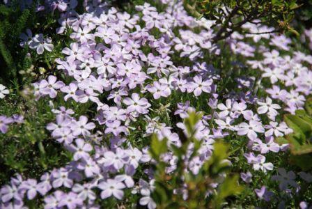 Phlox, Southwestern  Linanthus grandiflorus